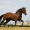 97186109Ghostzapper-Thoroughbred-Stallion-wallpaper