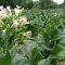 9743593Nicotiana_tabacum