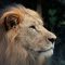 97459770born_free_