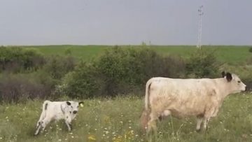 9753666agrotema
