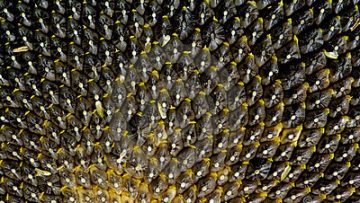 97606004sunflwoer_seeds