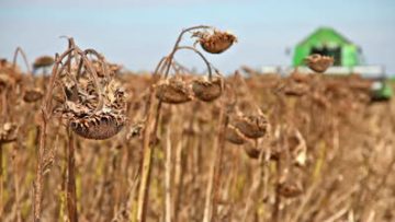9766815sunflower-harvest