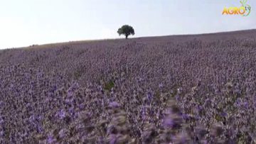 977295694973496689240087agrotema_22_07