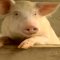 Агро коментар: Свинската чума – в отпуск, автор Валентина Спасова