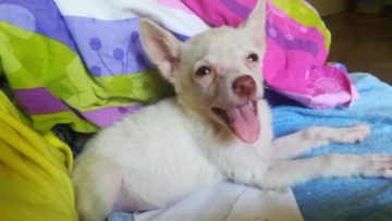 98036113Kamenarcho