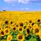 98125014sunflower