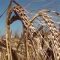 98292363wheat_varieities