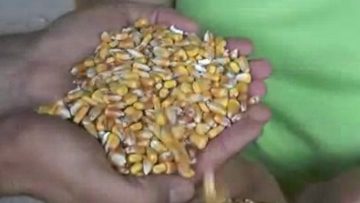 9829869agroforum
