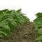 98395013tobacco