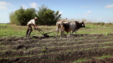 9860761750299577cuban-farmer-working-in-the-field-peasant-tilling-the-ground-with-plow-pulled-by-oxen-in-anap-cooperative-farm-in-guines-cuba-wide-shot_nyb7ygoeq__F0002