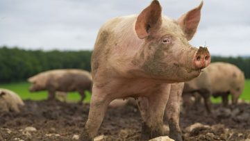 98652790skynews-pigs-russia_4570840