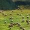 99373874sheep1