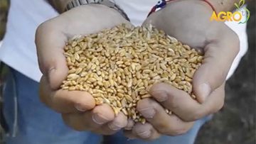 99517769wheat_BG