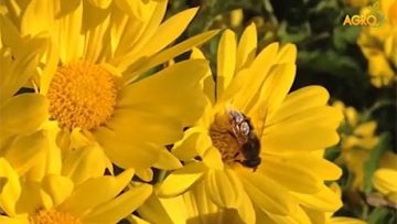 99537621bee_83838383