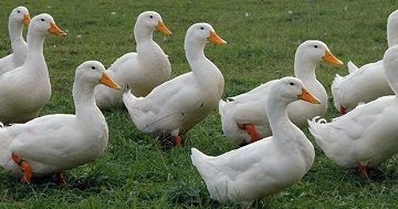 9993792Peking-duck-1