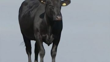 Agrotema_17_06_2018_8437523958734985