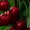 Cherries-001