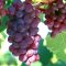 Grape