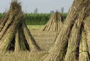 Hemp