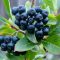 aronia-czarnoowocowa
