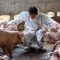 Asian veterinarian working and checking the pig in hog farms, animal and pigs farm industry