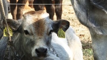 brownbullweb