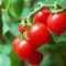 cherry-tomatoes