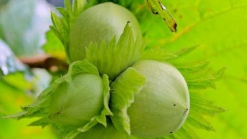 corylus-avellana