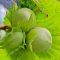corylus-avellana