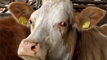 cow222