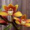 cymbidium6
