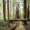 forestold