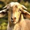 goat_eating_grass