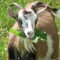 goats