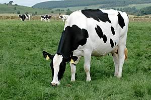 holstein