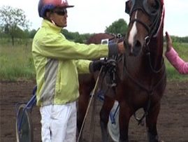 horse