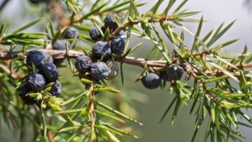 juniperus-hvoina