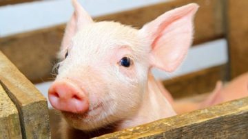 lilPig