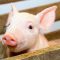 lilPig