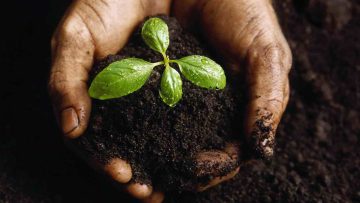 seedling