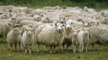 Flock of sheep, New Zealand, Pacific