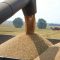 wheat_harvester