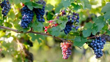 19773349Champagne-grapes-920×609