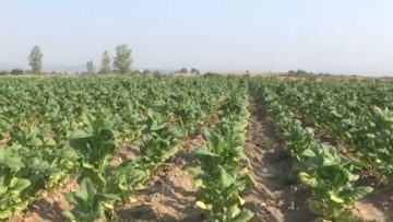 42626877agrotema