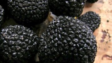 48054190agrotena