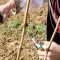 Агротема: Трифон Зарезан в условия на коронакриза