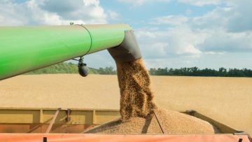Combine harvester transferring freshly harvested wheat to trailer for transport
