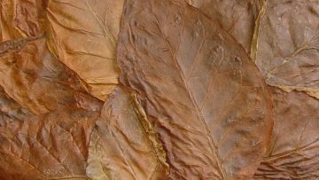 59847794Tobacco1