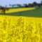 Spring Field Tour 2003 – canola & wheat Client: Sarah Ellis / J