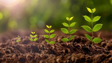 plant growing